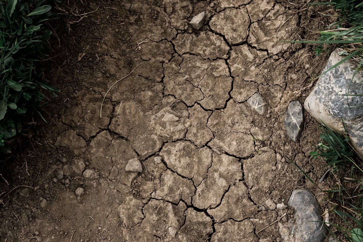 Close-up of dry cracked earth with minimal vegetation representing the extended dry season conditions in sansevieria's native West African habitat