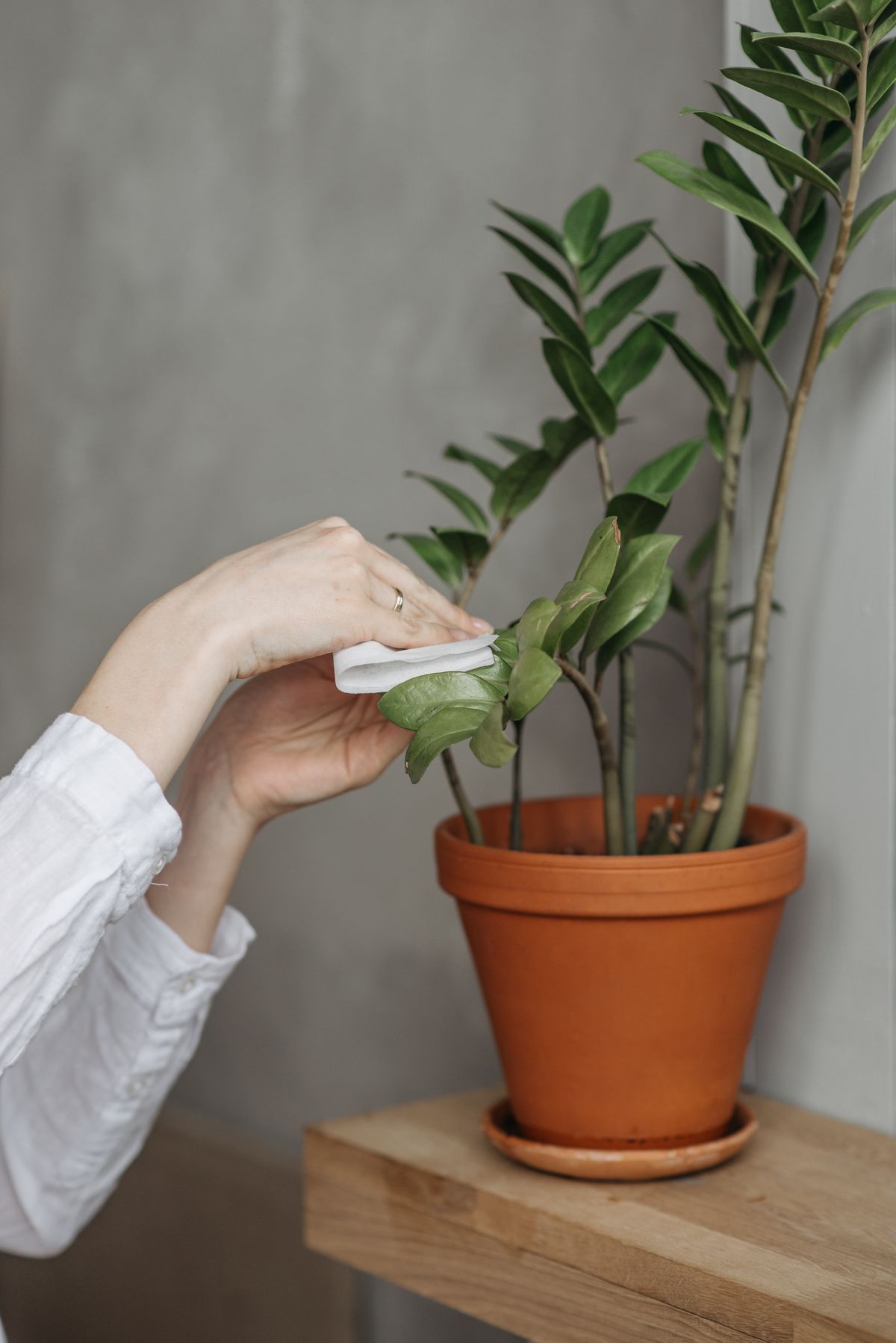 Wiping down a plant leaf with a damp cloth, the same simple method that works for cleaning dripped snake plant nectar
