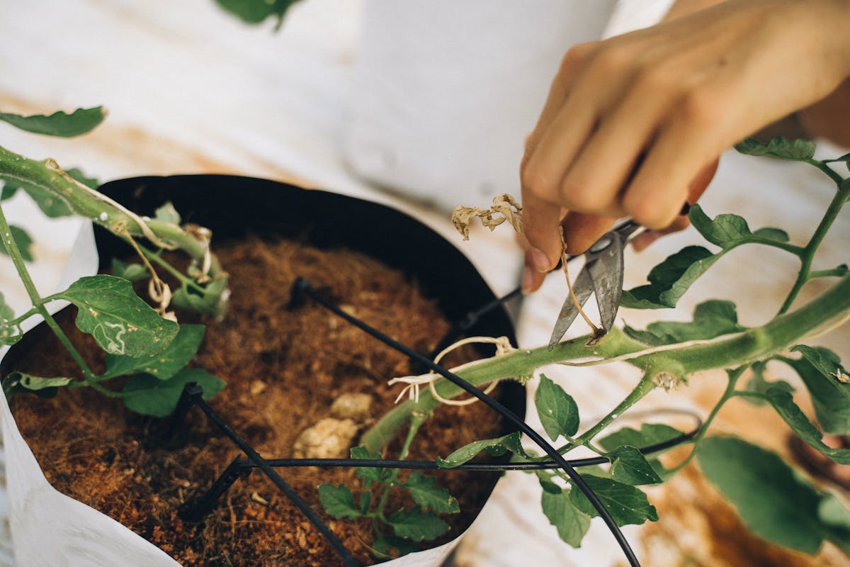 Close-up of a hand trimming a potted plant with shears — the first step in leaf cutting propagation, where a healthy mature leaf is removed cleanly at the base