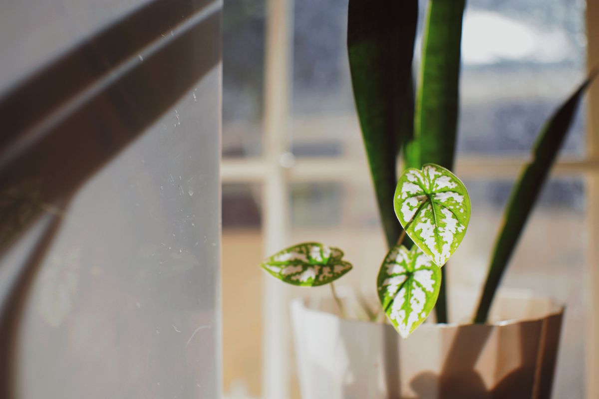 A houseplant on a windowsill in direct sunlight, the kind of prolonged light exposure that can trigger the same water-loss response as drought