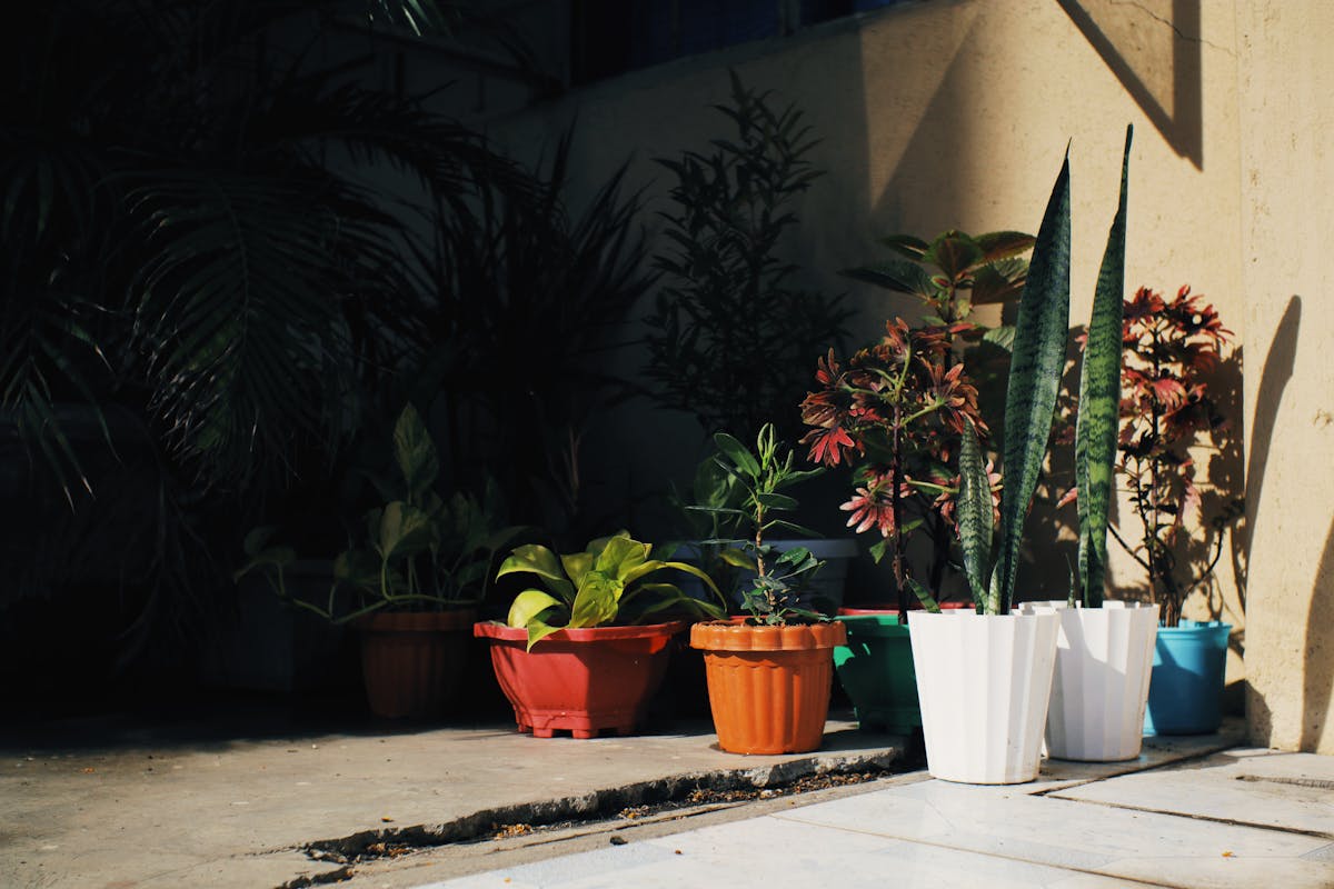 Colorful collection of potted plants including snake plants basking in natural sunlight outdoors showing different sizes and growth habits