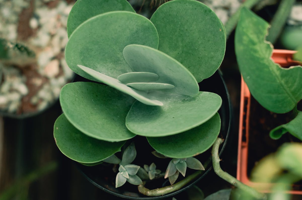 Detailed view of a vibrant green succulent plant with thick upright leaves in a terracotta pot showing the robust healthy growth habit characteristic of well-cared-for Sansevieria cylindrica
