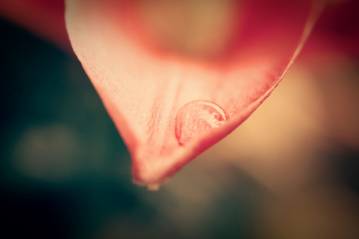 Why Do Snake Plant Flowers Produce Sticky Nectar?