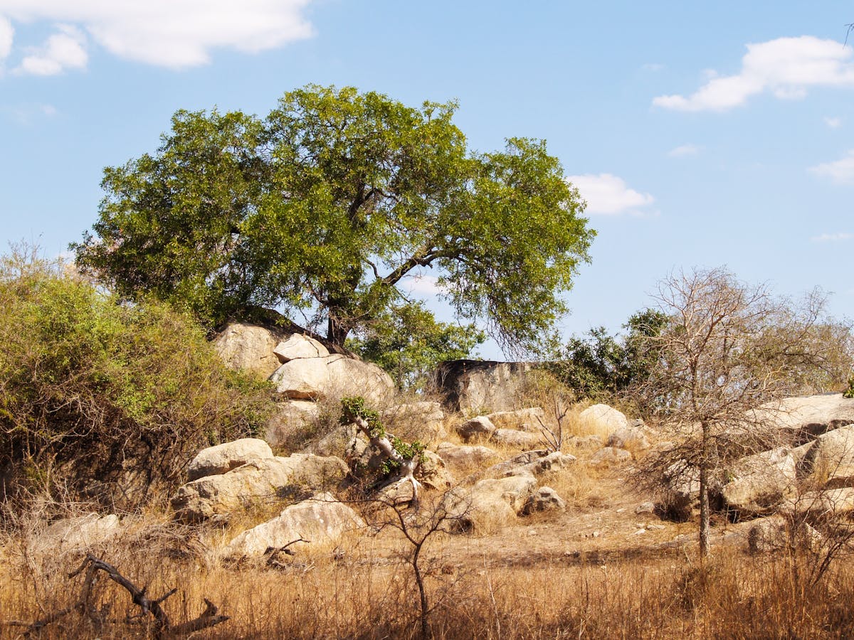 Rocky stony landscape in South Africa illustrating the fast-draining terrain that sansevieria colonizes in its native African habitat