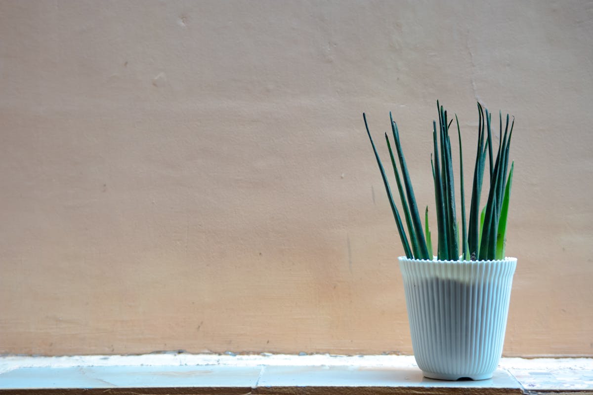 Minimalist potted plant on a clean windowsill receiving bright indirect natural light showing the ideal growing conditions for healthy Dracaena angolensis indoors
