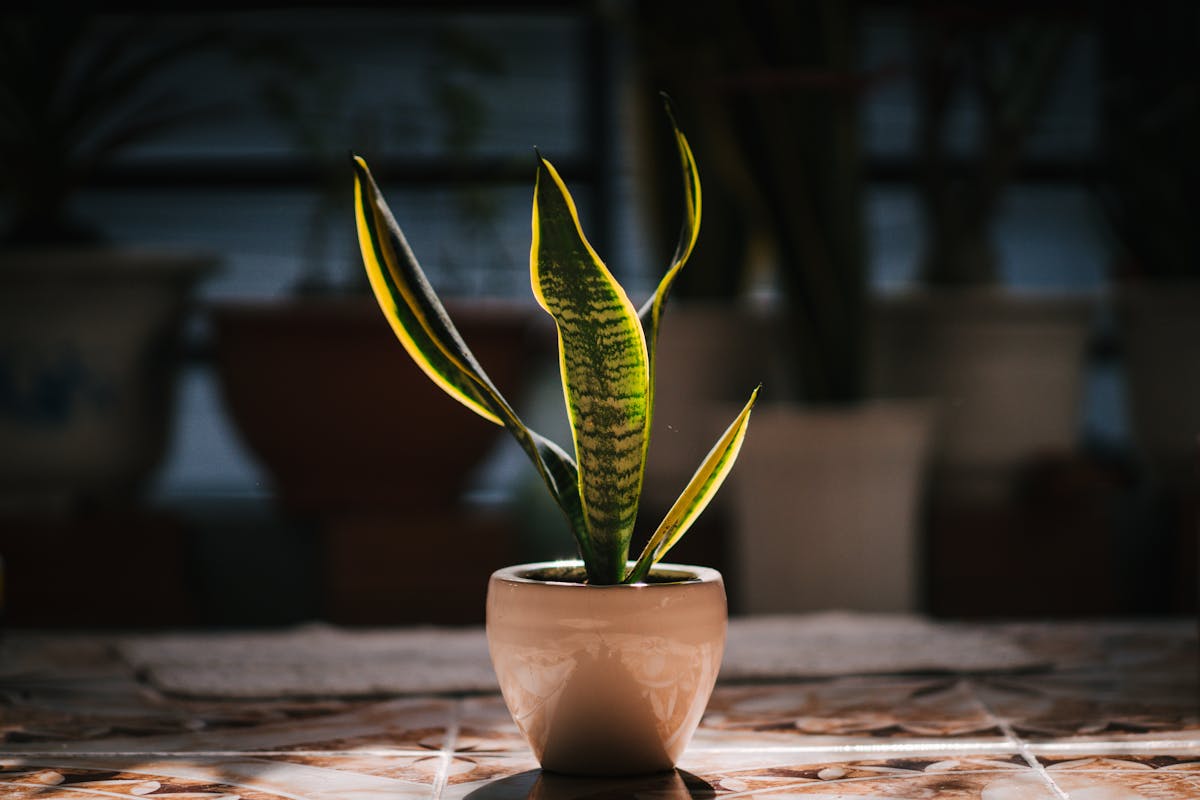 CAM Photosynthesis in Sansevieria