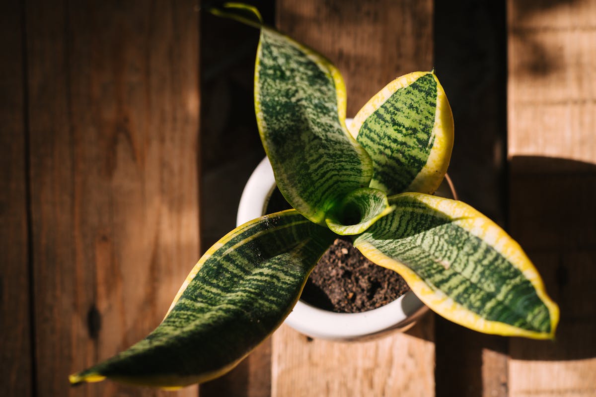 Sansevieria Trifasciata: Detailed Study