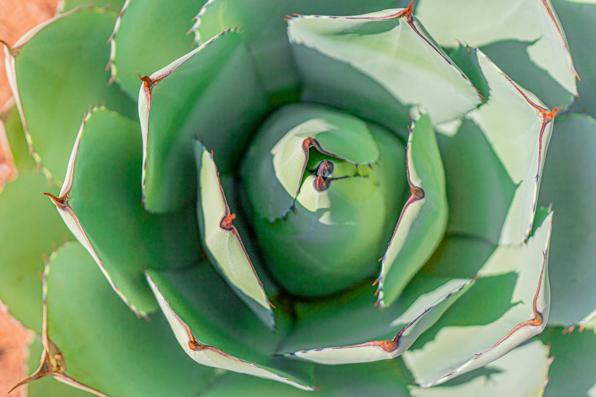 Close-up of a green agave succulent plant with sharp-tipped leaves — showing the convergent xerophytic adaptations shared between agave and sansevieria despite different geographic origins