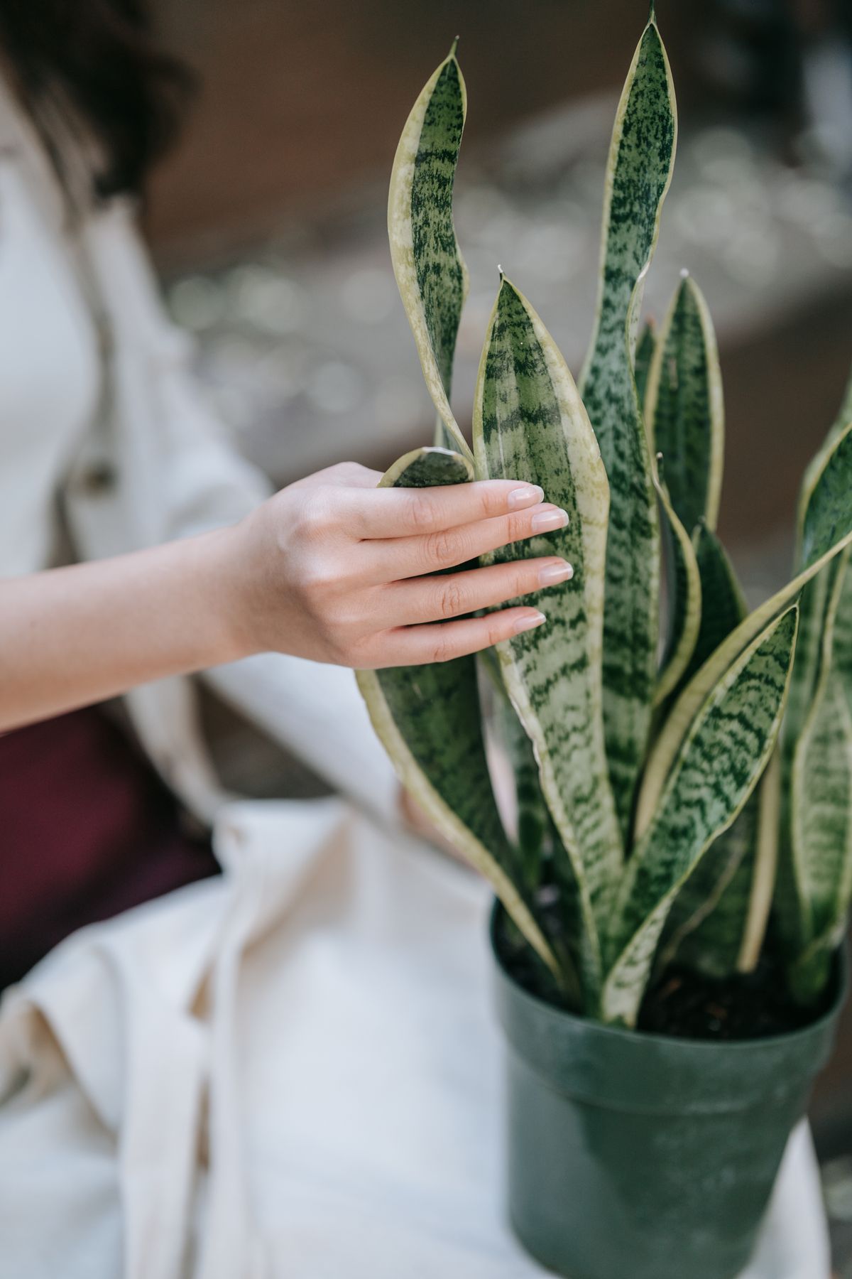 A person gently touching a snake plant's vibrant green leaves, illustrating the plain green result of a chimeral cutting losing its color layer