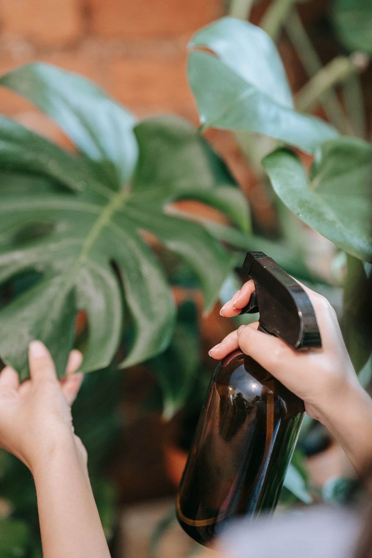 Misting a houseplant's leaves — a practice worth avoiding on snake plants since surface moisture encourages anthracnose and other fungal infections