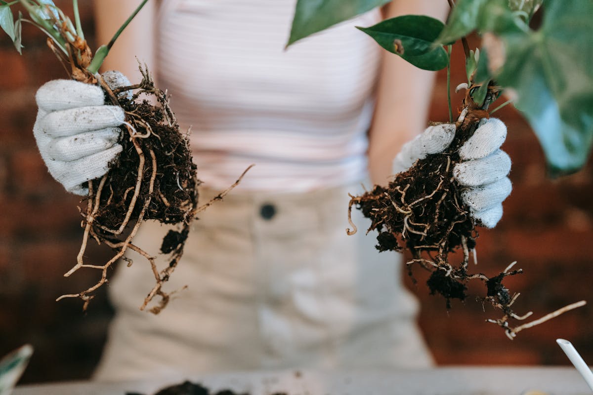 Gardener in gloves handling plant with visible exposed root system — the kind of root and rhizome exposure required before identifying division points