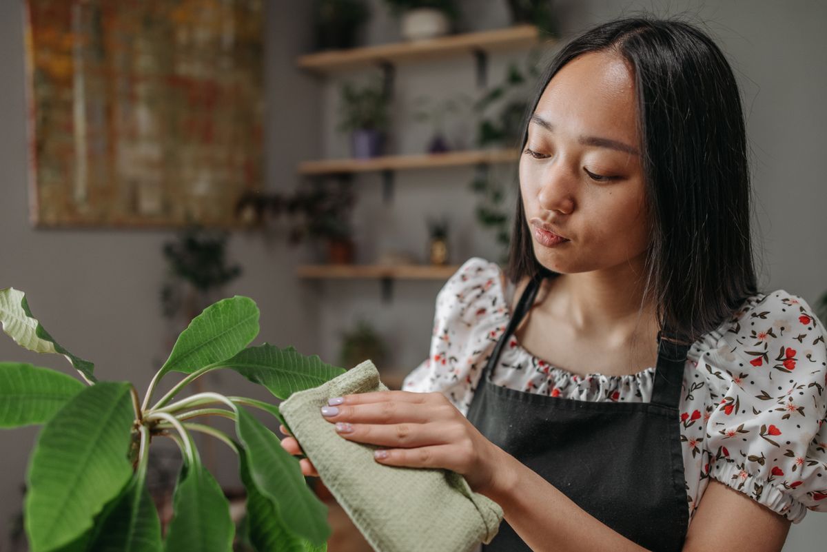 Woman gently cleaning a houseplant leaf with a cloth, illustrating the kind of dust removal that matters on both leaf surfaces for stomatal function