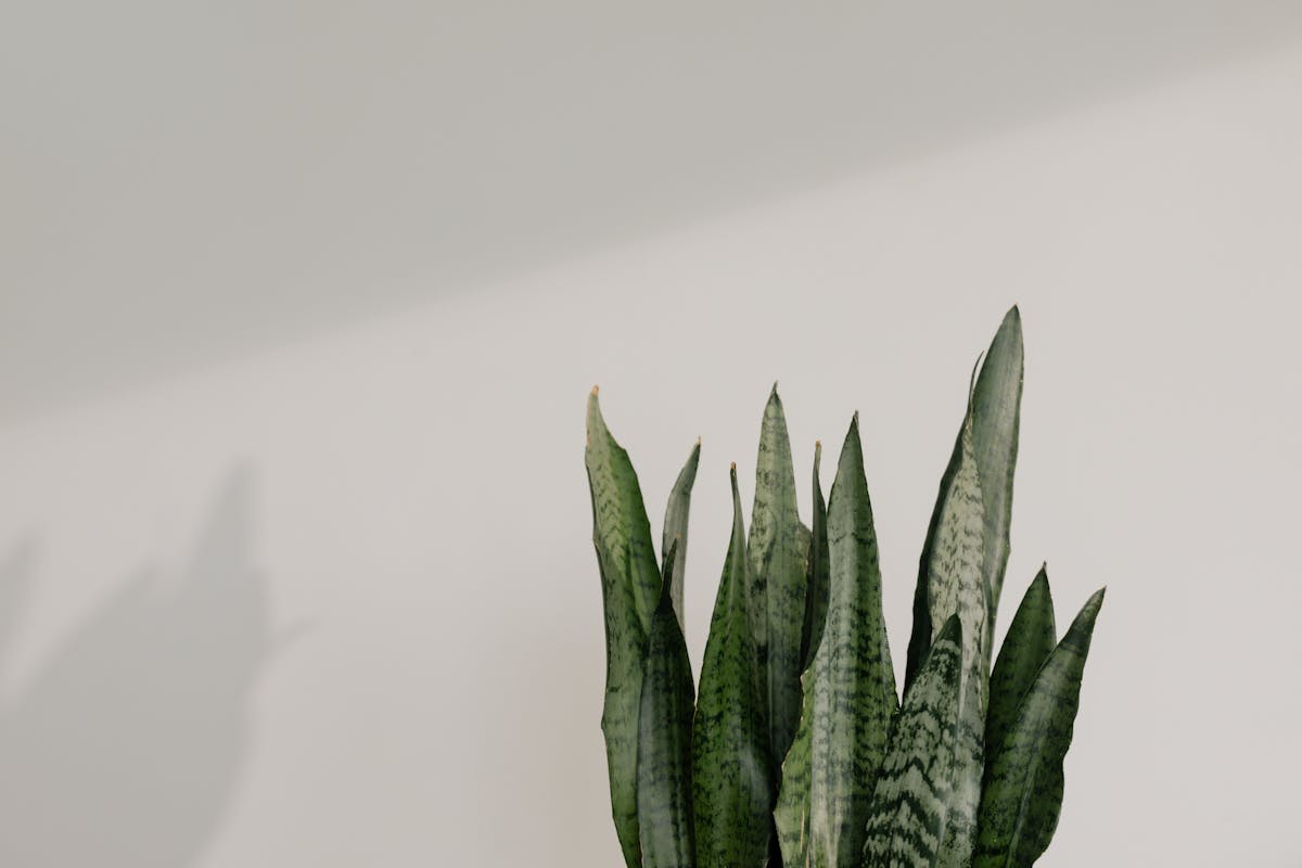 Sansevieria Plant Botanical Guide: Taxonomy & Leaf Science