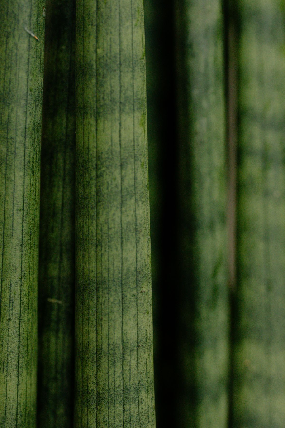 Why Do Snake Plant Leaves Split or Crack?