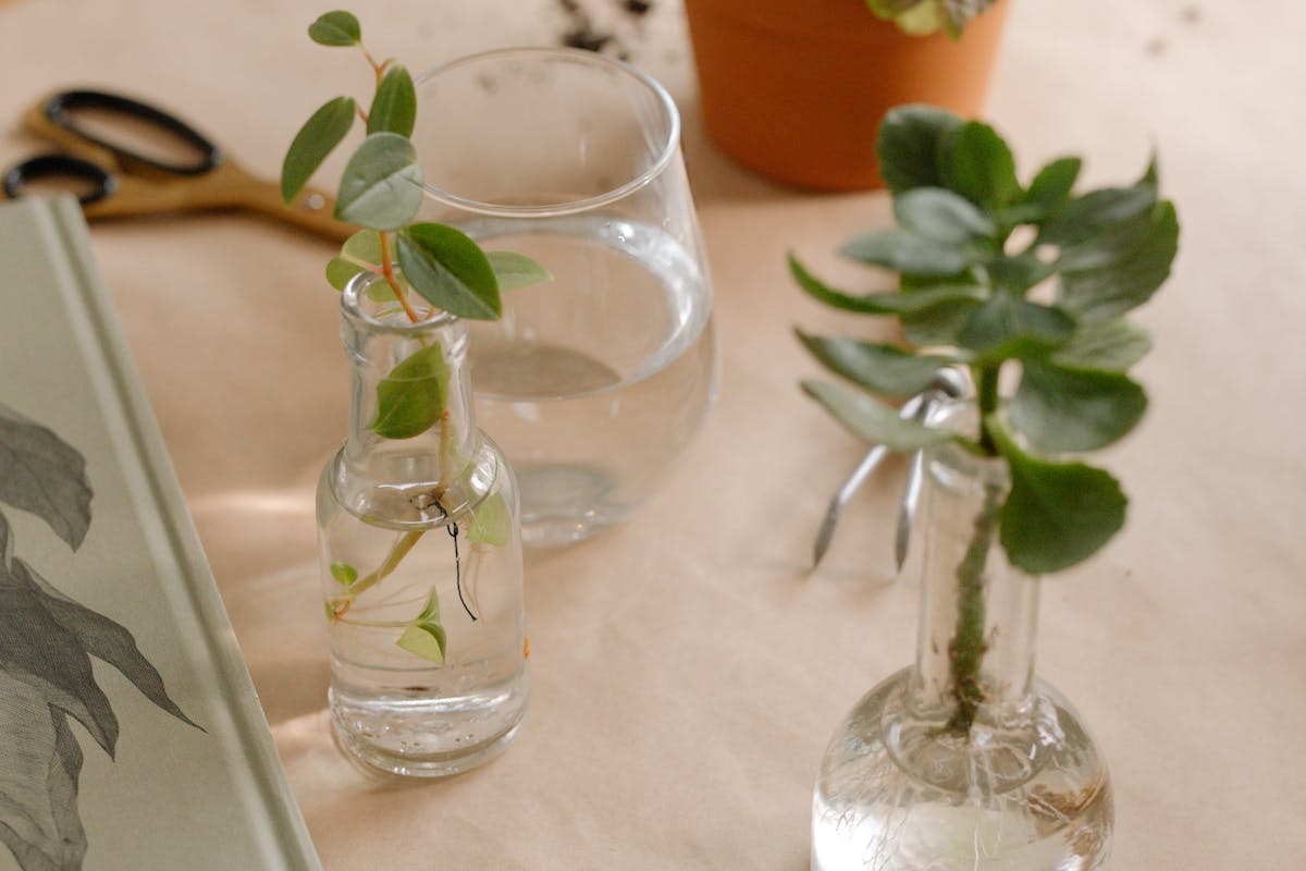 Natural still life arrangement with various plant cuttings placed in glass bottles of water on a wooden table illustrating indoor plant propagation by cuttings technique