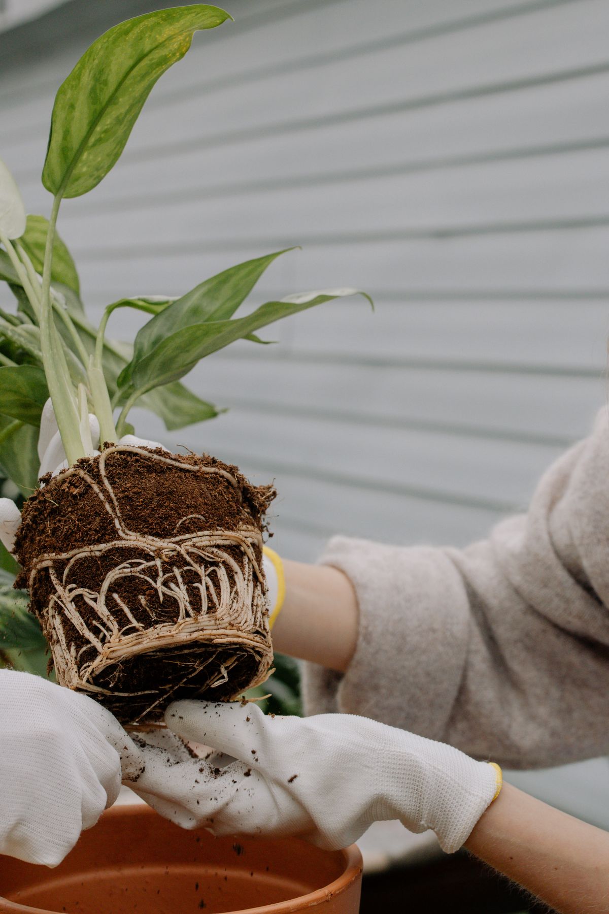 Gardener's hands transplanting a root-bound houseplant with a dense tangled root system into a new pot