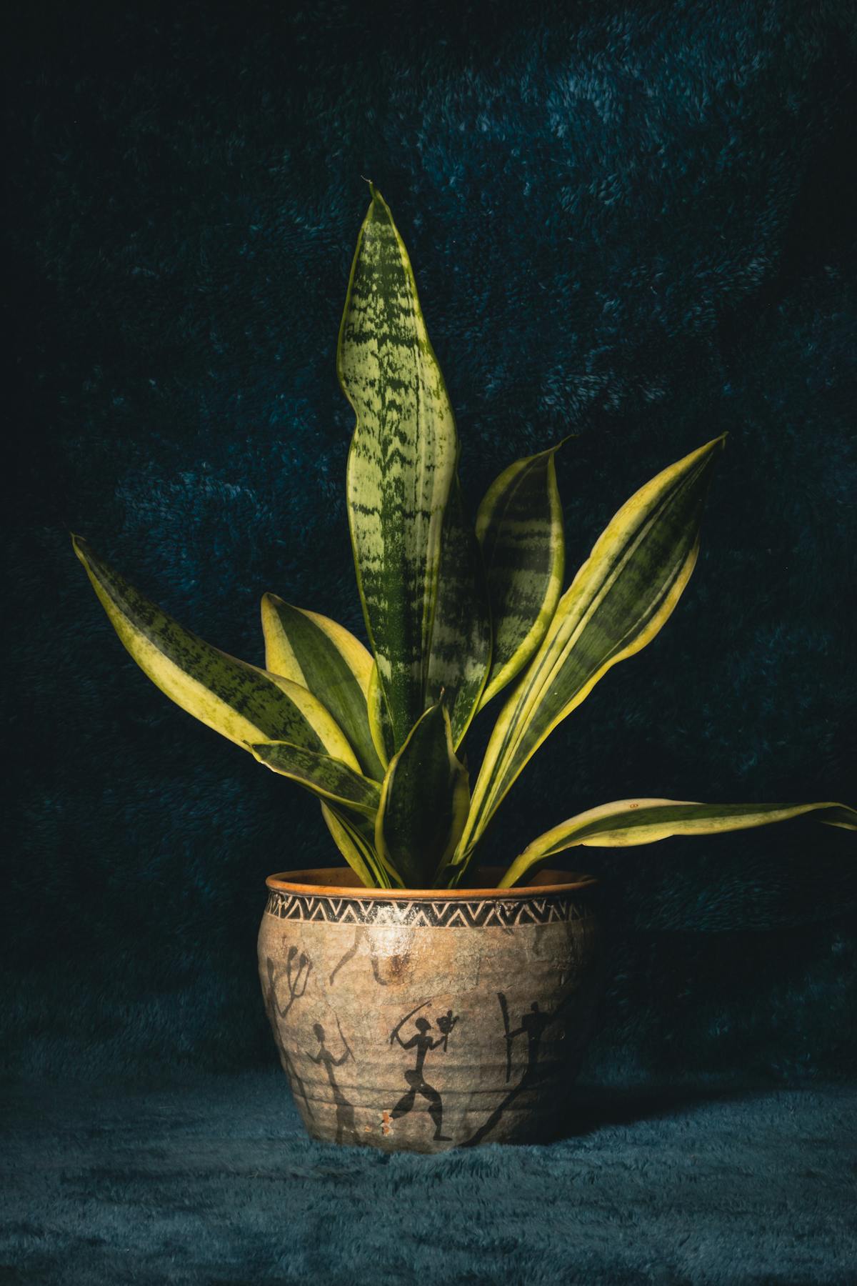 Morphology of Sansevieria Plants