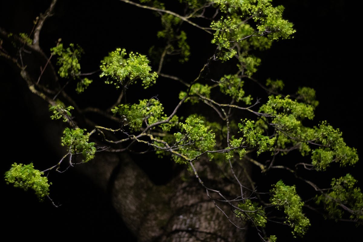 Green plant leaves at night with dew droplets showing nocturnal stomatal opening typical of CAM photosynthesis water conservation